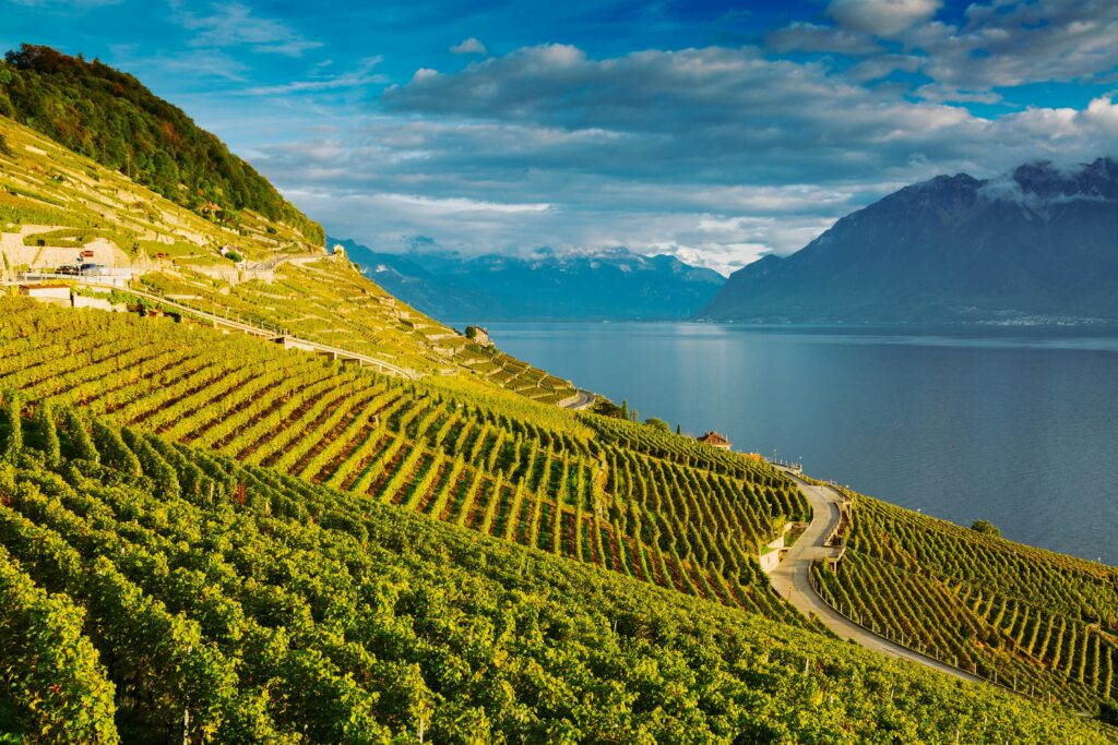 Wine valley Balkan DMC tours Wine valley Balkan DMC tours